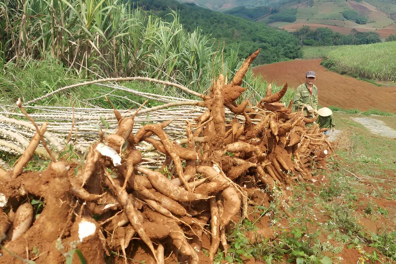 Xuất khẩu nông sản sang Trung Quốc: Thích ứng để giữ thị trường