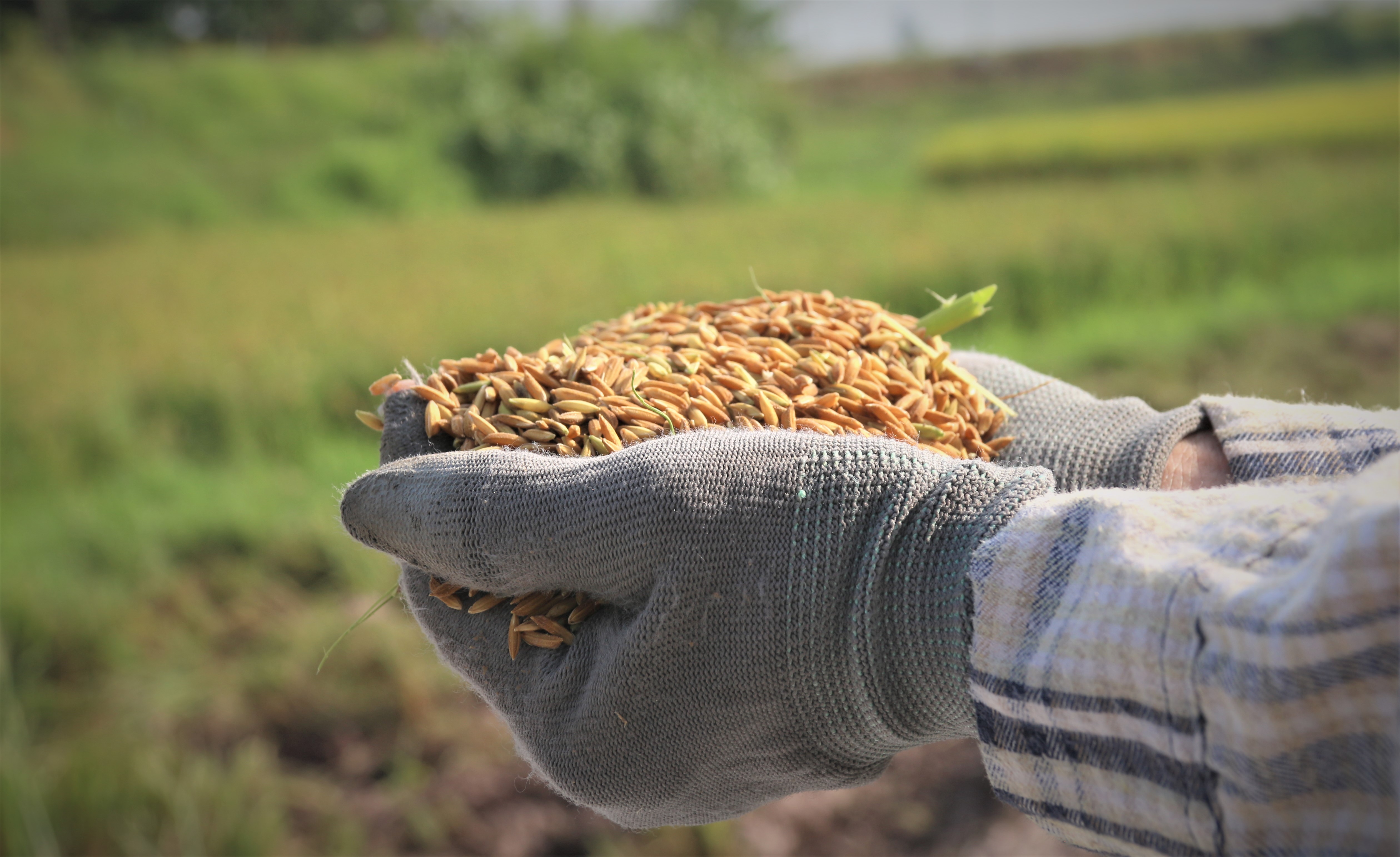 Yêu cầu tái cấu trúc chuỗi lúa gạo năm 2026