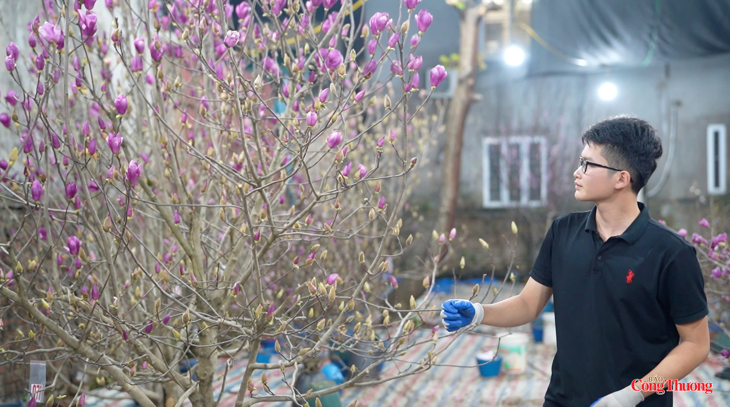 Hoa mộc lan gây 'sốt', giá tiền triệu vẫn hút khách dịp tết Nguyên đán