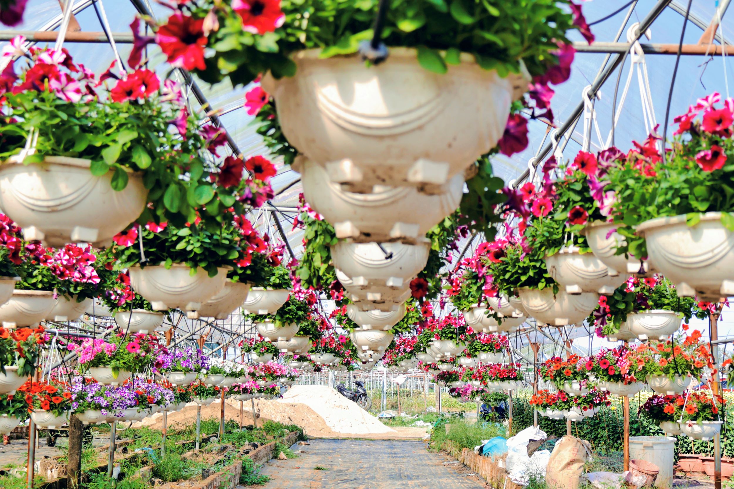 Các làng hoa Đà Nẵng sẵn sàng phục vụ tết Nguyên đán Bính Ngọ 2026