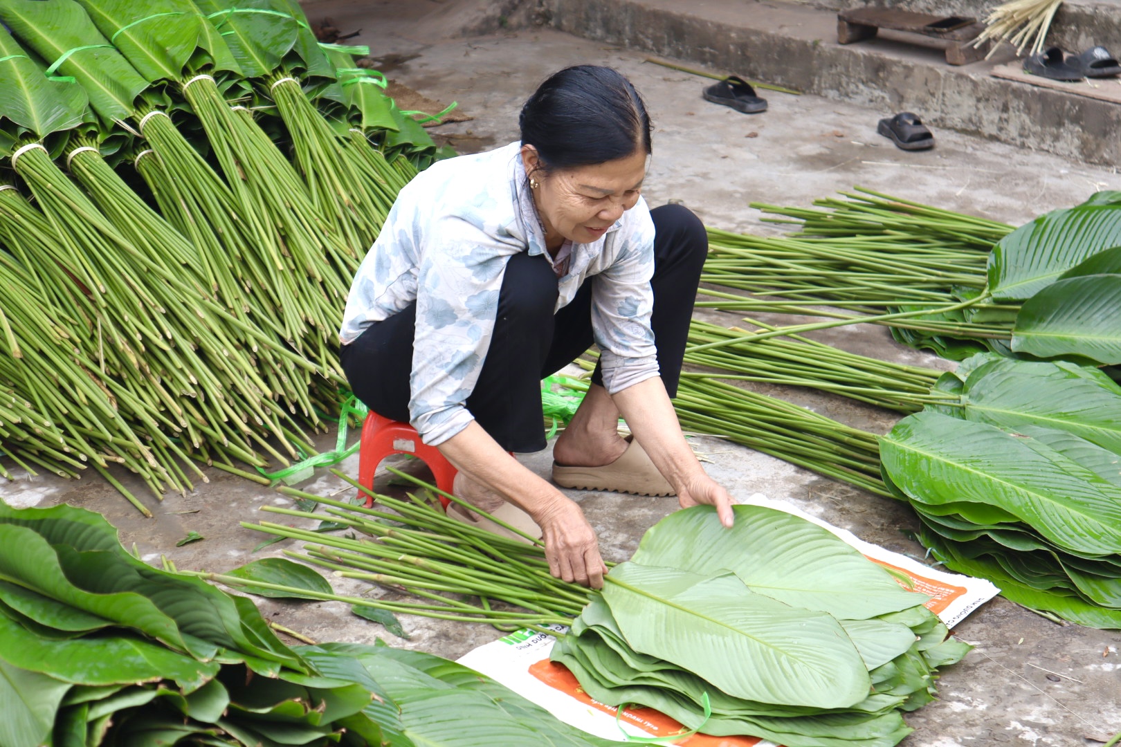 Làng lá dong Tràng Cát tất bật vào vụ Tết, nông dân hái 'lộc' mỏi tay