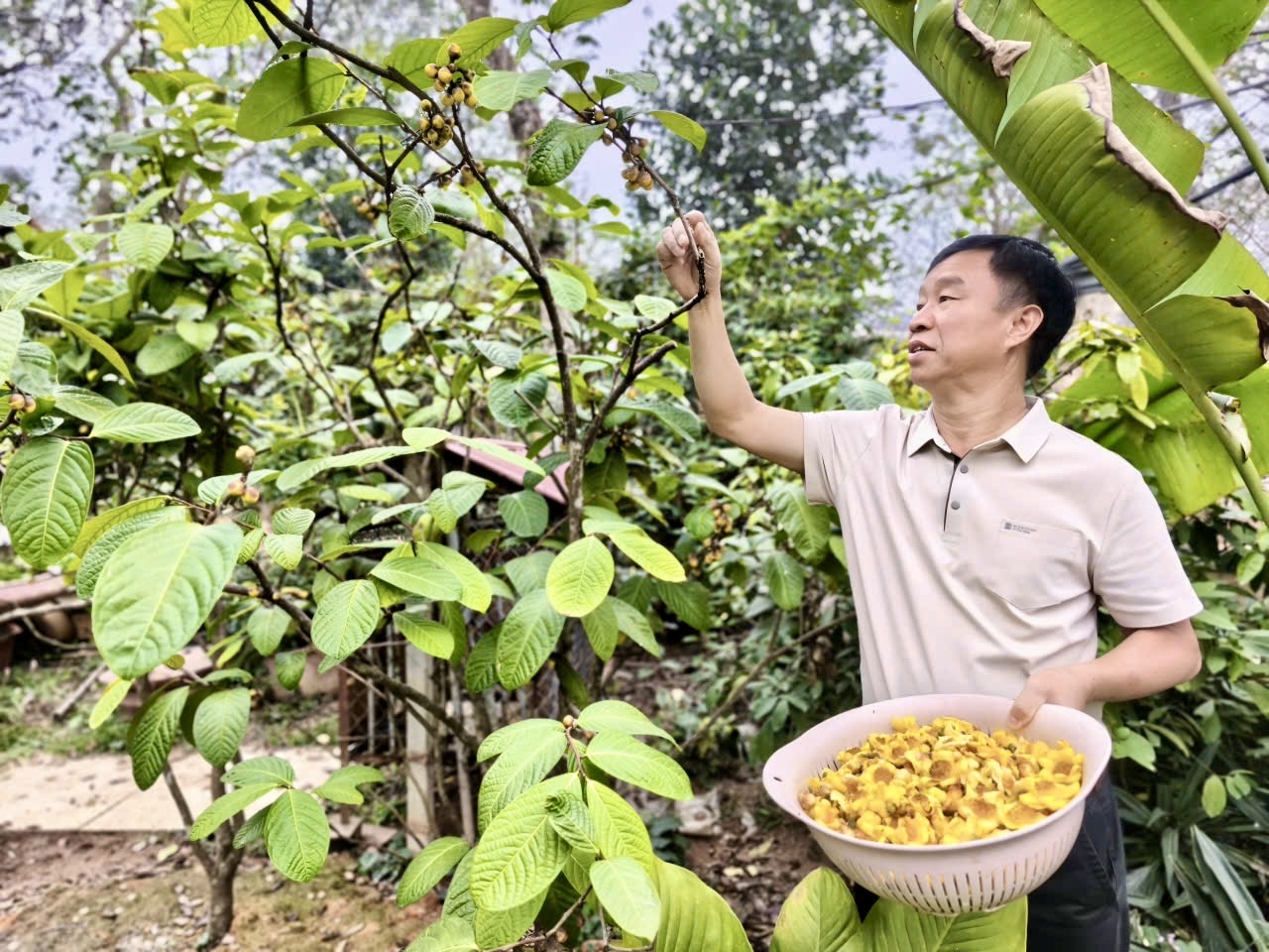 Phú Thọ: Trà hoa vàng nở rộ trước Tết, mở 'mùa vàng' tỷ đồng