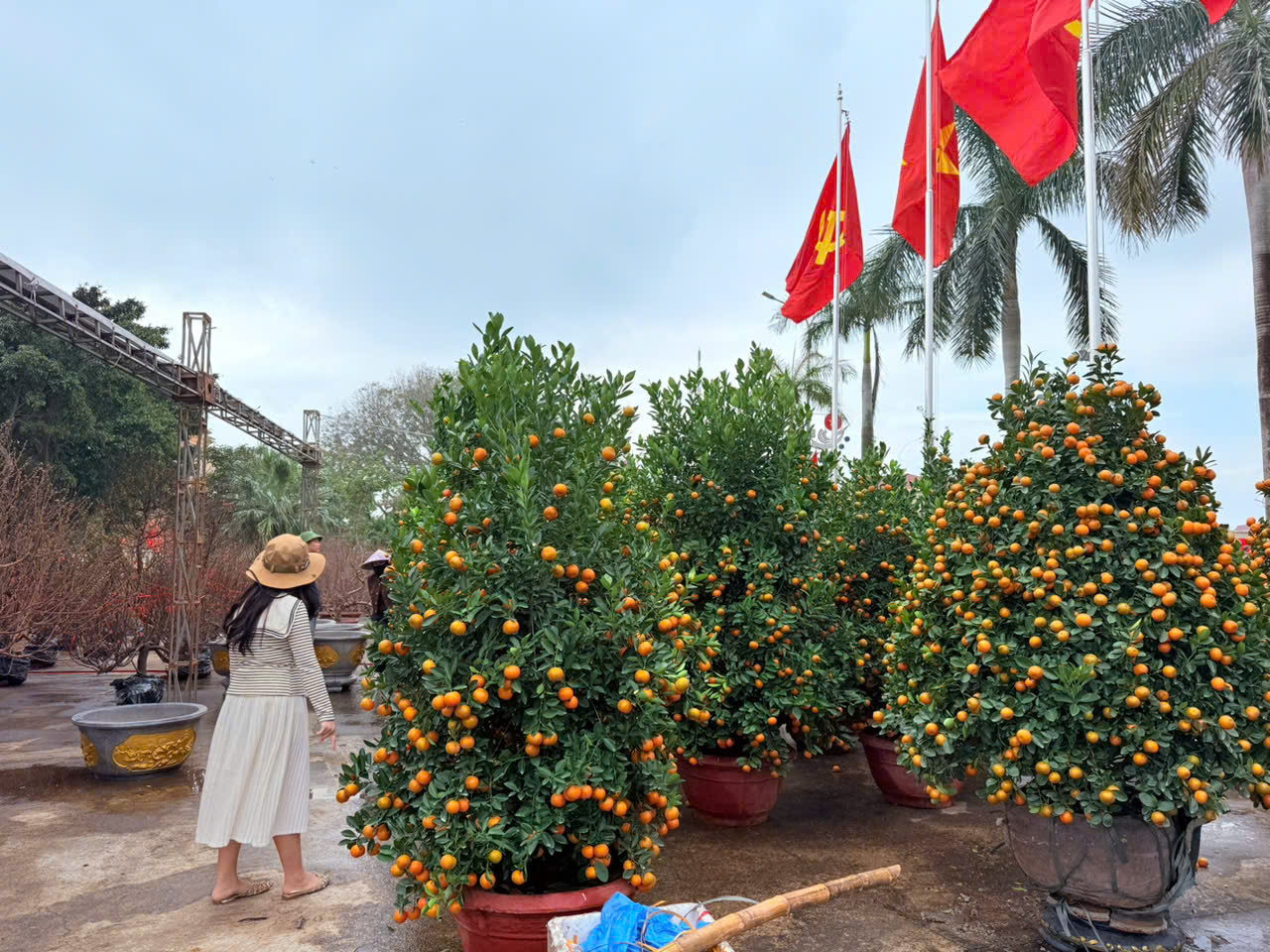 Thị trường hoa Tết Quảng Trị sôi động trước thềm xuân Bính Ngọ 