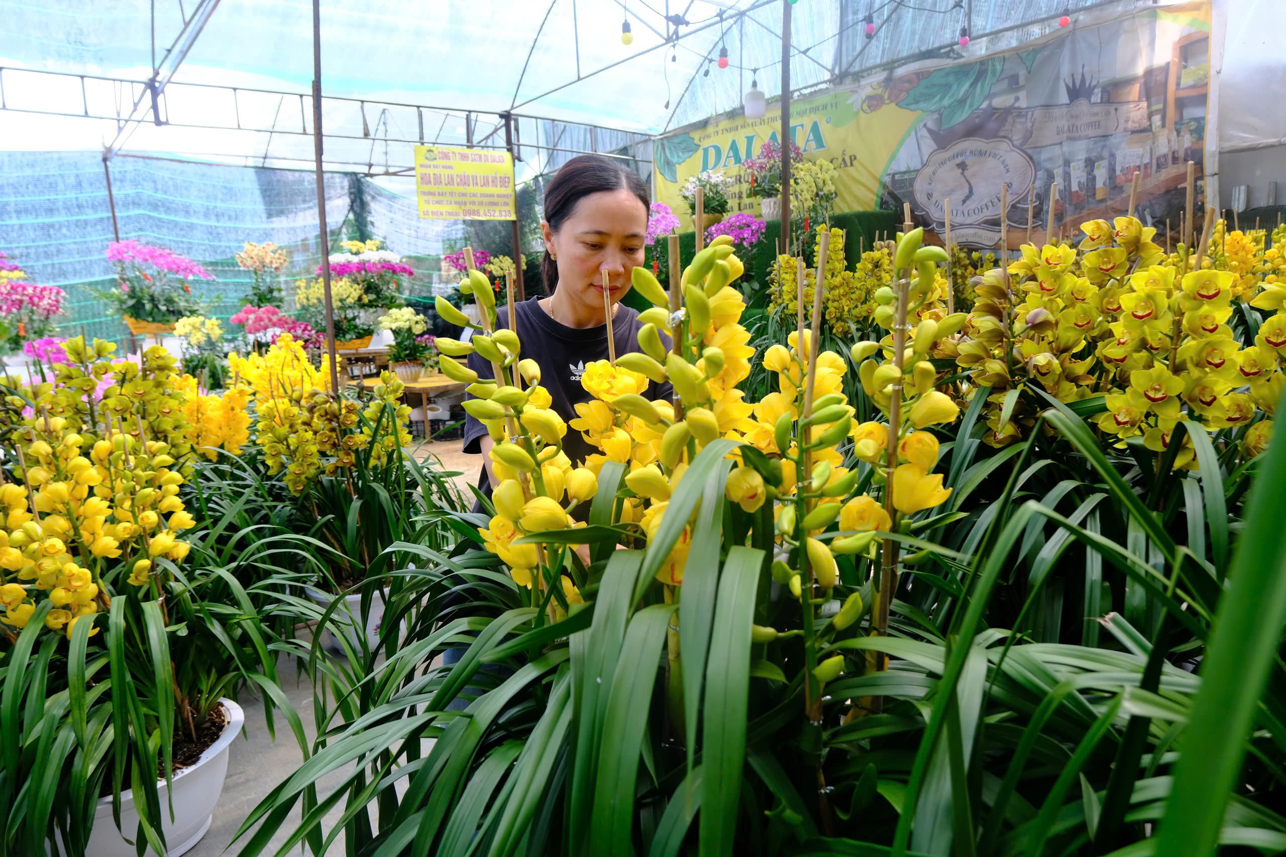 Lâm Đồng: Hoa Tết nở 'lệch vụ' nông dân lo lắng