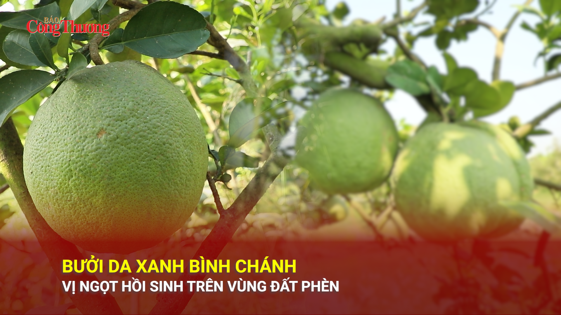 Bưởi da xanh Bình Chánh: Vị ngọt hồi sinh trên vùng đất phèn