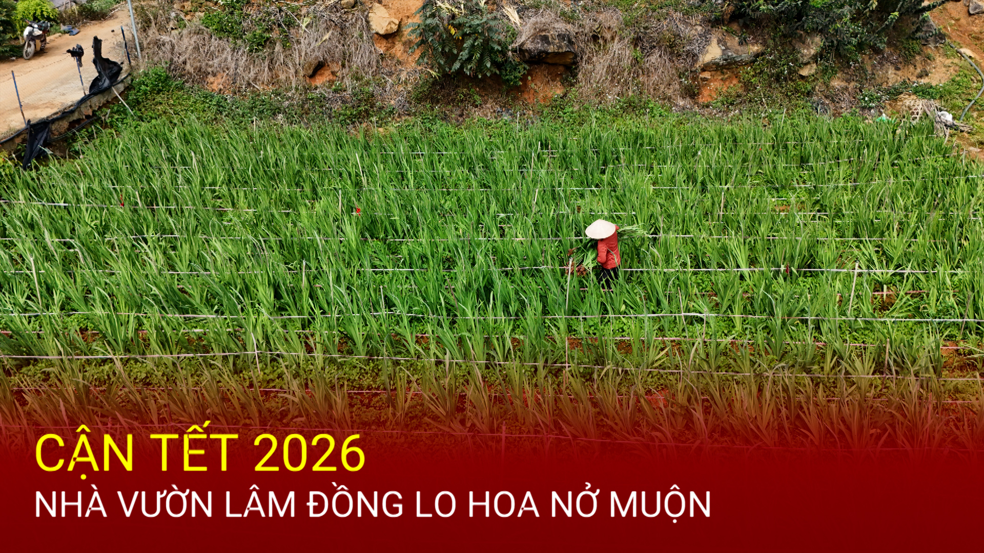 Cận Tết 2026, nhà vườn Lâm Đồng lo hoa nở muộn