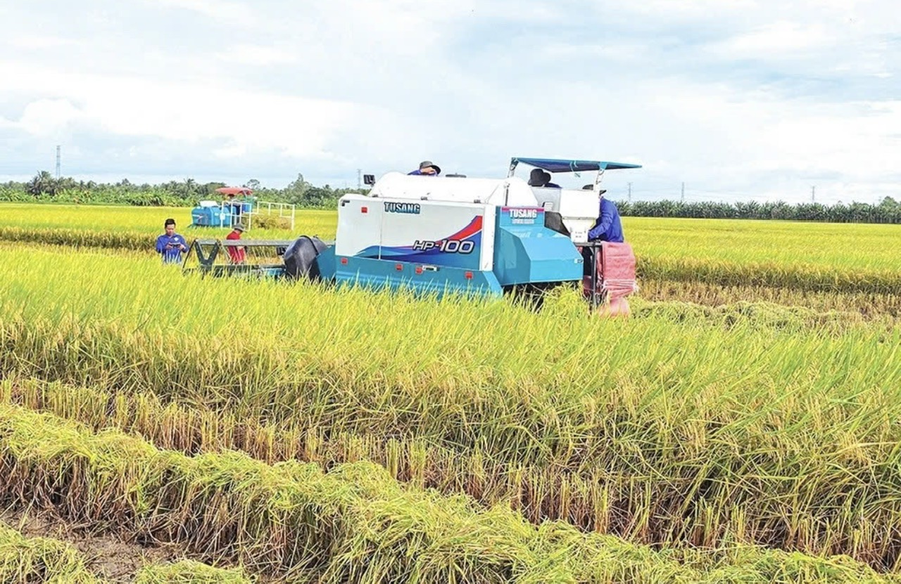 Cần Thơ phát triển lúa chất lượng cao, hướng tới sản xuất xanh