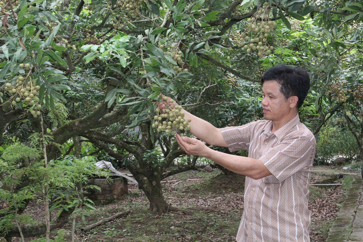 Xây dựng thương hiệu nông sản Hưng Yên