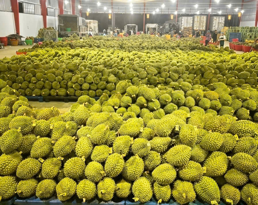 Hướng tới mốc 1 tỷ USD, sầu riêng siết chặt tiêu chuẩn chất lượng