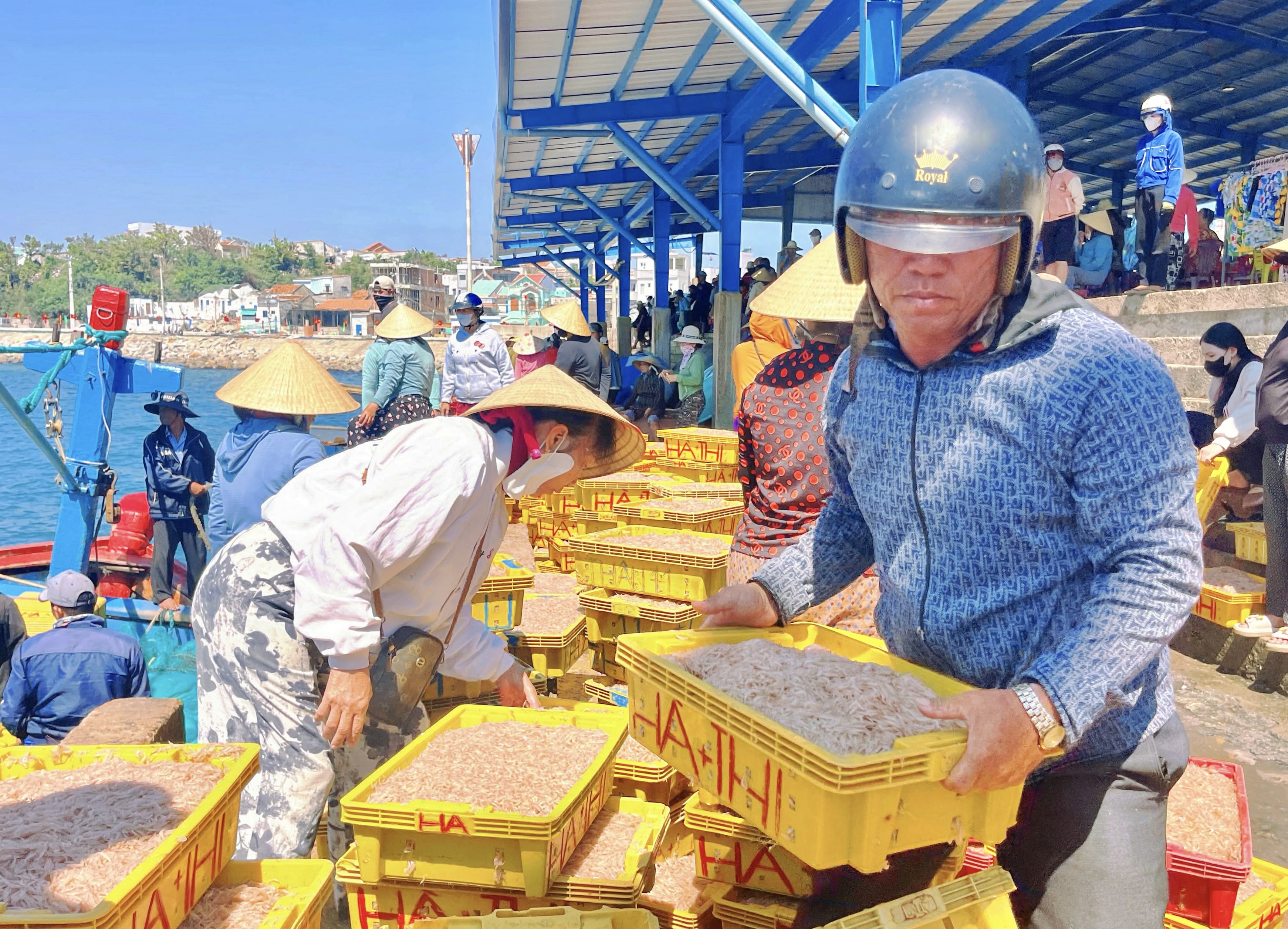 Ngư dân làng chài Gia Lai trúng mùa ruốc, 'bỏ túi' tiền triệu mỗi ngày