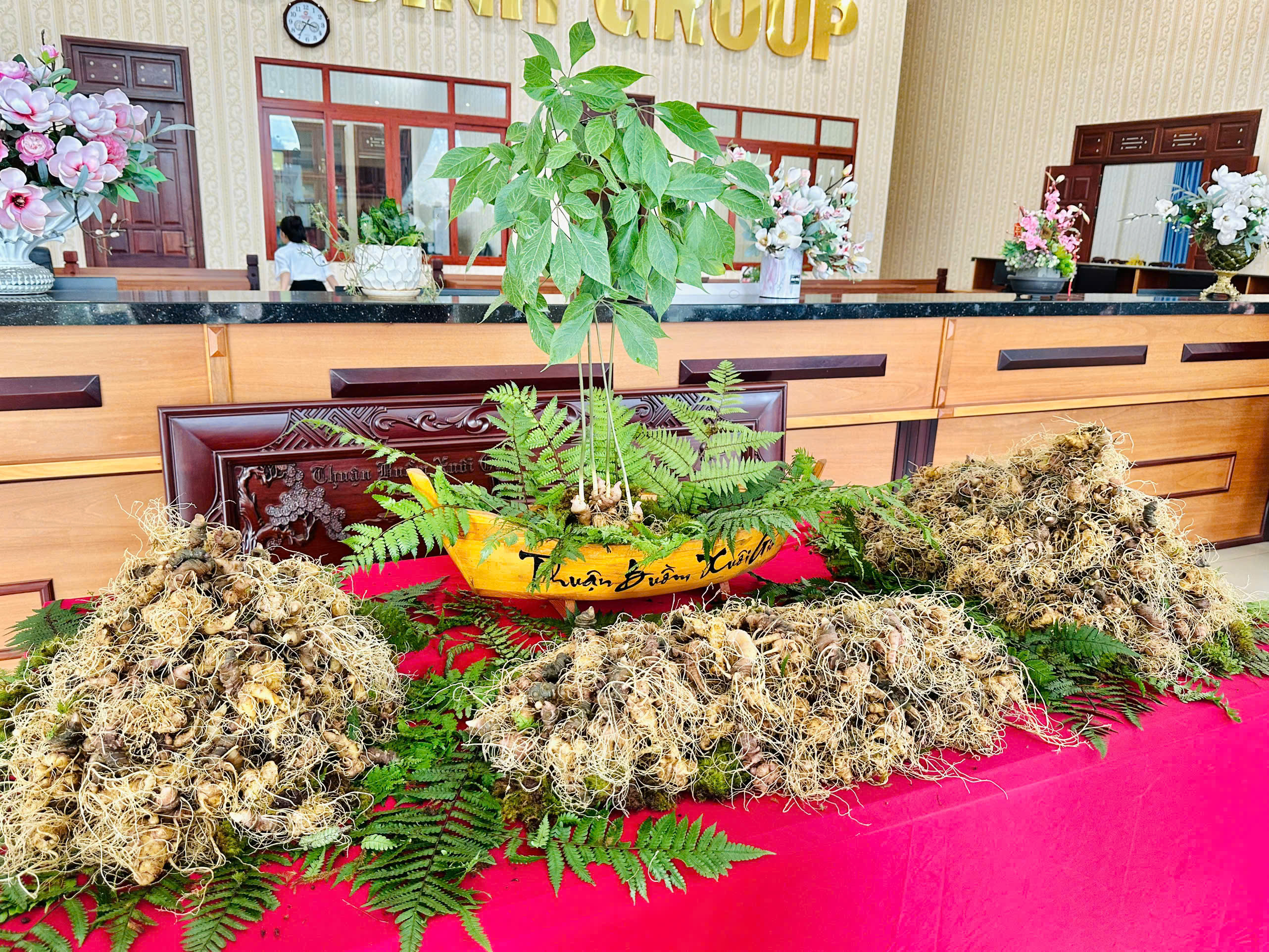 Hành trình nâng tầm 'quốc bảo sâm Việt' sắp khởi động tại Gia Lai