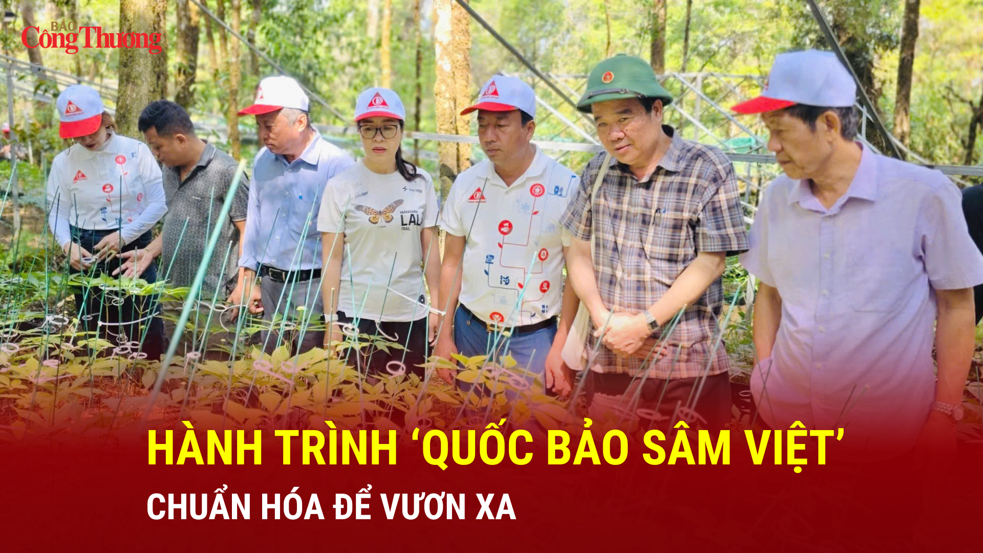 Hành trình ‘quốc bảo sâm Việt’: Chuẩn hóa để vươn xa