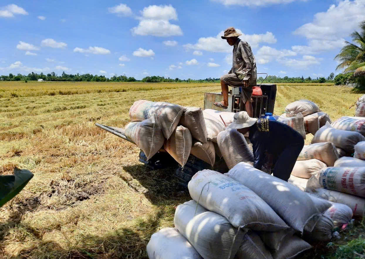 TP. Cần Thơ: Ngành Công Thương tăng tốc liên kết tiêu thụ lúa gạo
