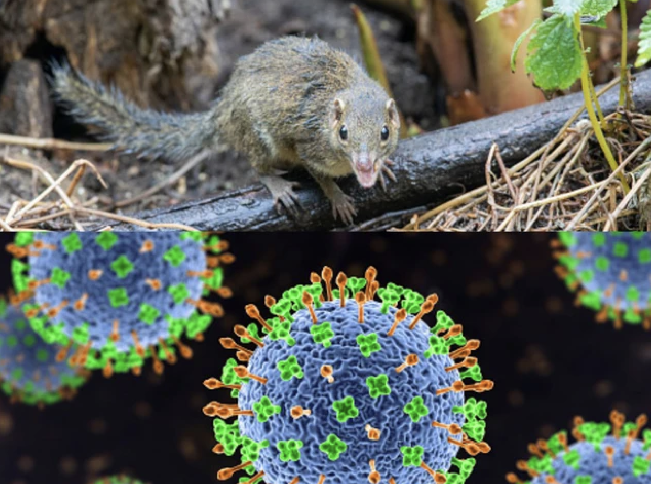Thông tin mới nhất của Bộ Y tế về virus lây truyền từ chuột