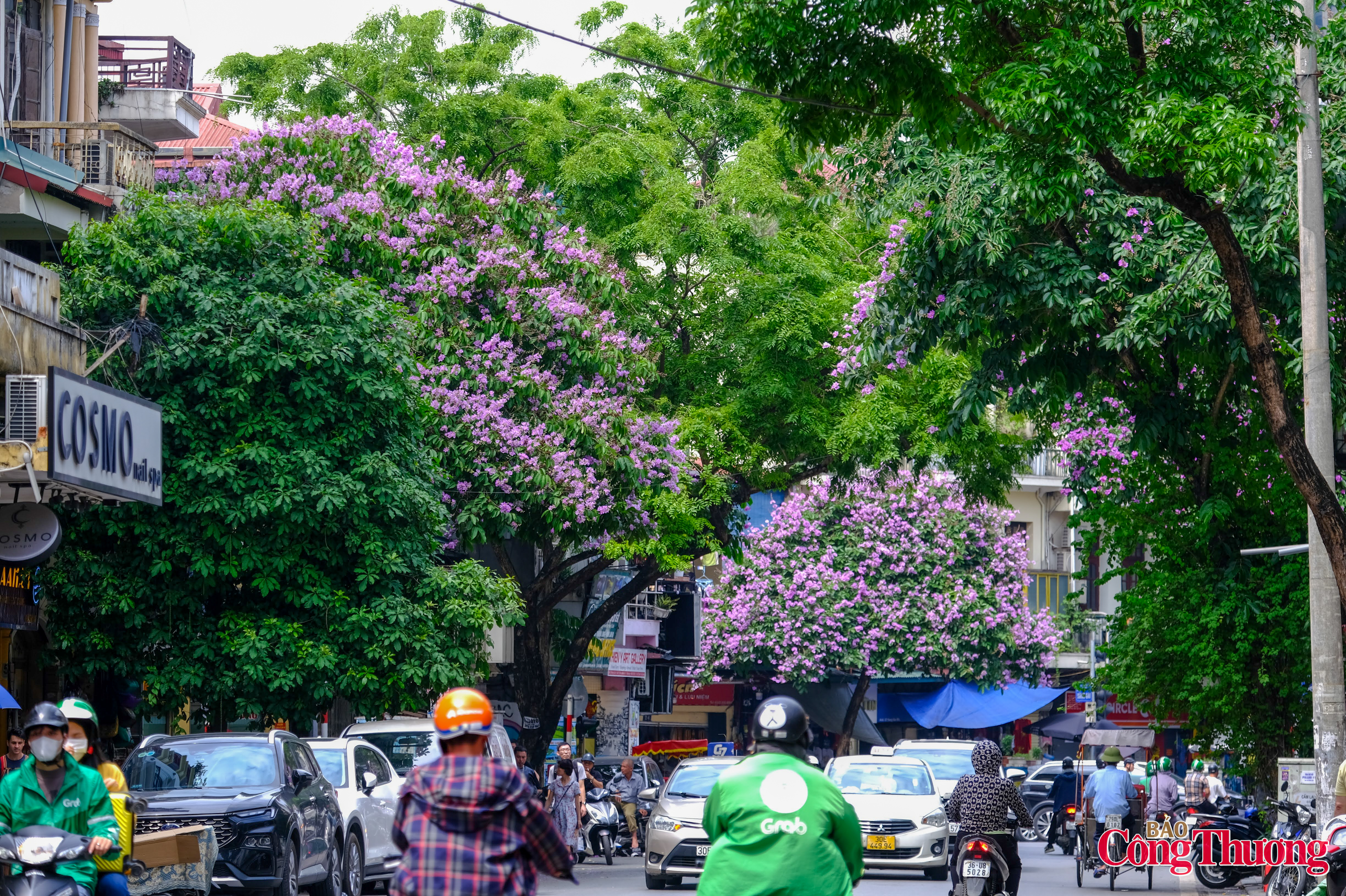 Hoa bằng lăng khoe sắc tím khắp đường phố Thủ đô