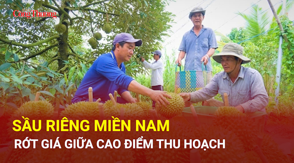 Sầu riêng miền Nam rớt giá giữa cao điểm thu hoạch
