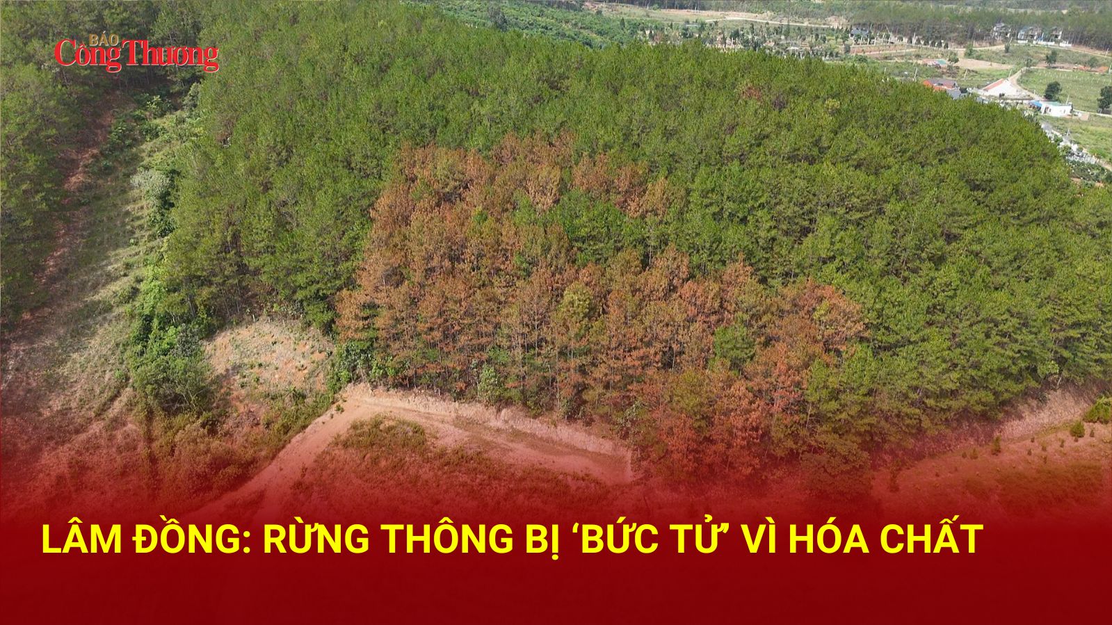 Lâm Đồng: Rừng thông bị ‘bức tử' nghi vì hóa chất