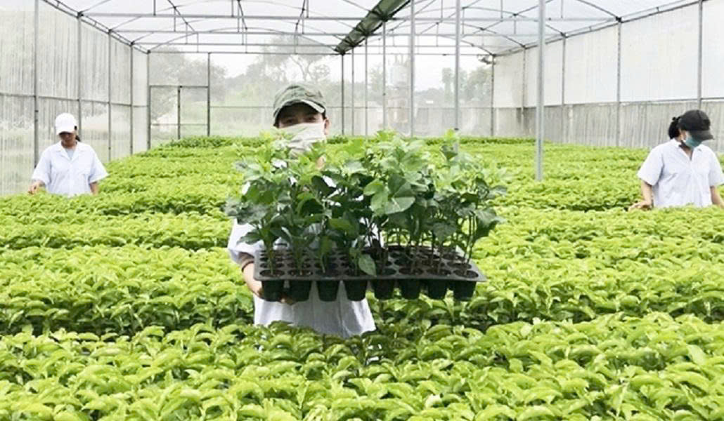 Quy định mới  về  xử phạt trong lĩnh vực trồng trọt, bảo vệ, kiểm dịch thực vật