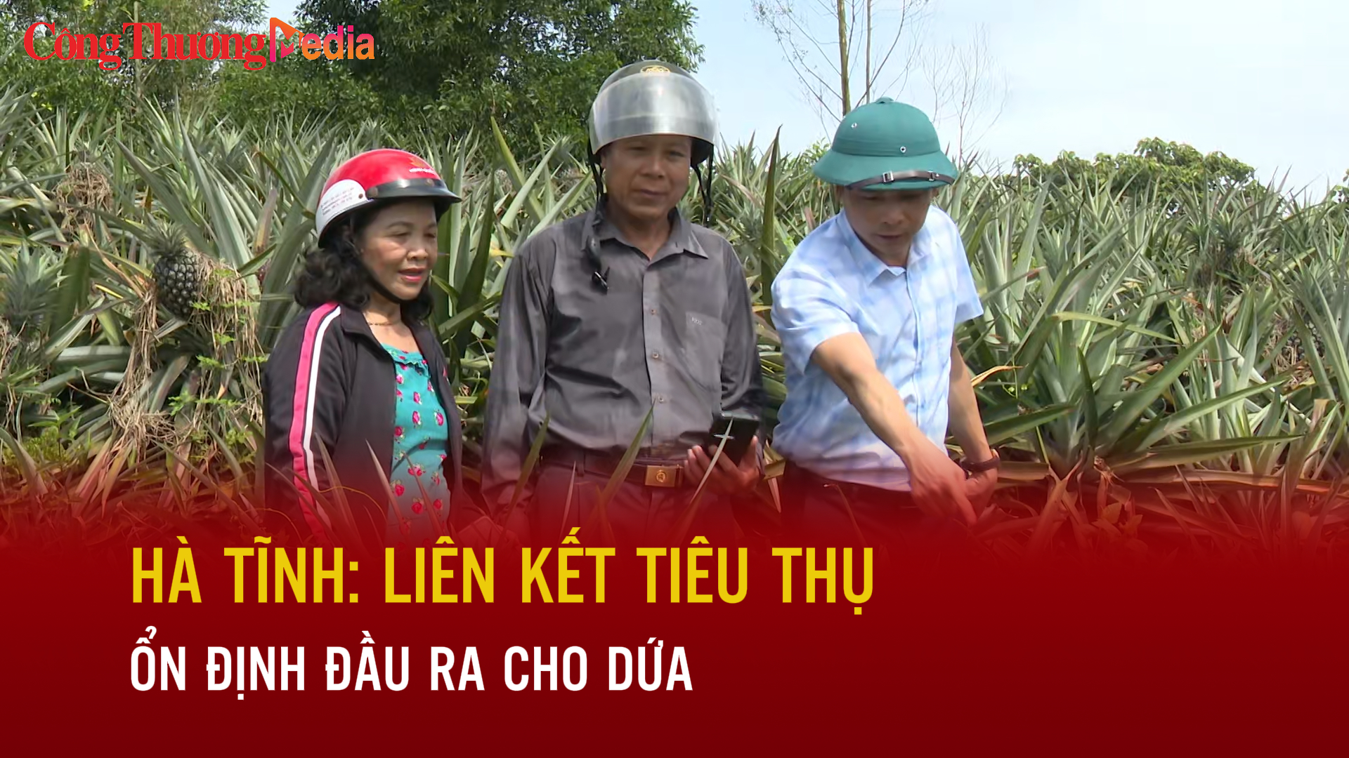 Hà Tĩnh: Liên kết tiêu thụ, ổn định đầu ra cho dứa