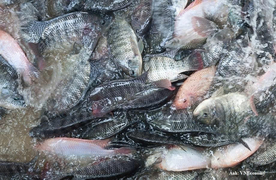 Xuất khẩu cá rô phi tăng mạnh, Brazil chiếm 50% kim ngạch