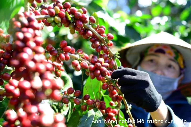 Giá cà phê tăng mạnh, tồn kho Arabica xuống mức thấp nhất
