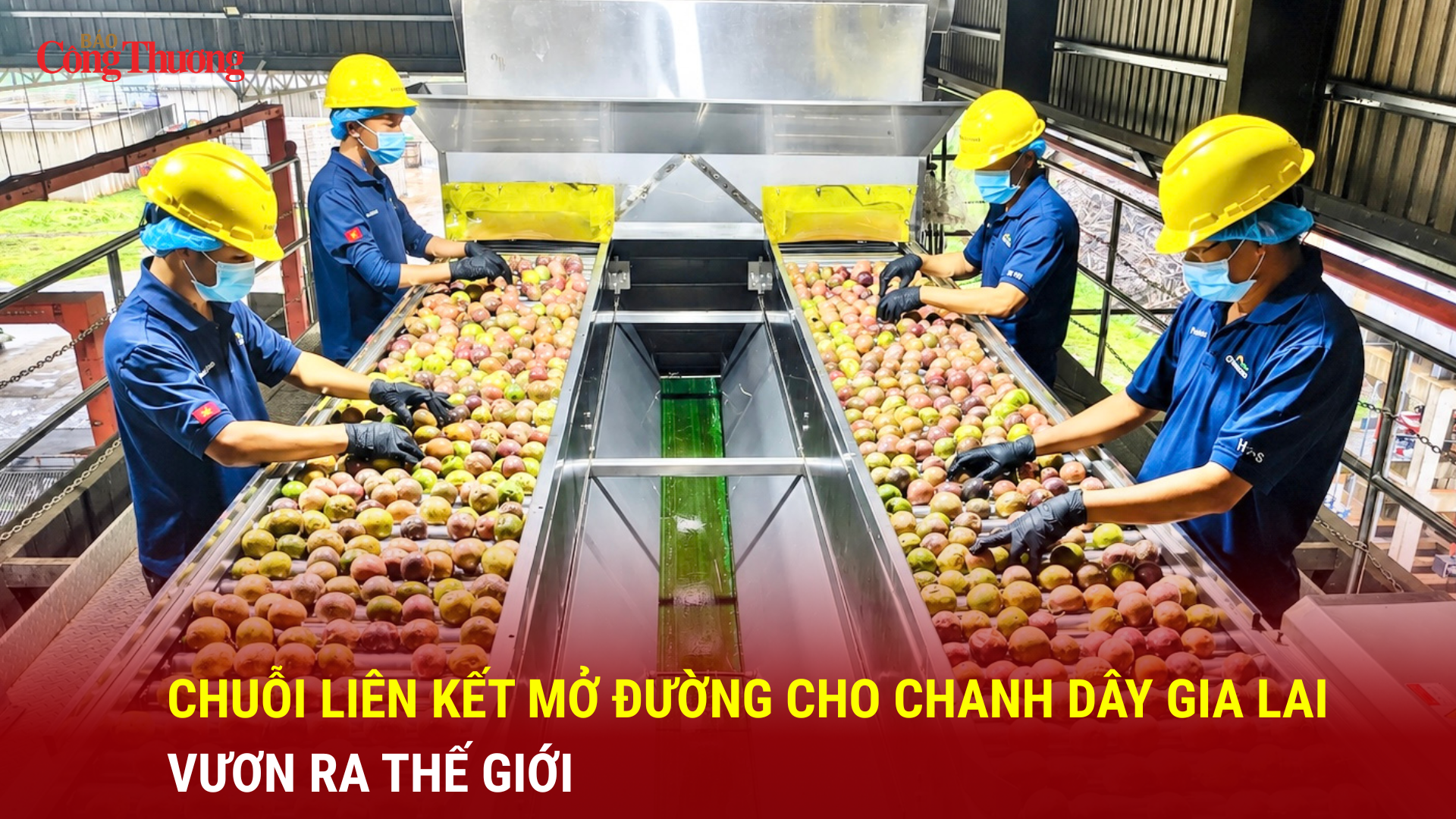 Chuỗi liên kết mở đường cho chanh dây Gia Lai vươn ra thế giới