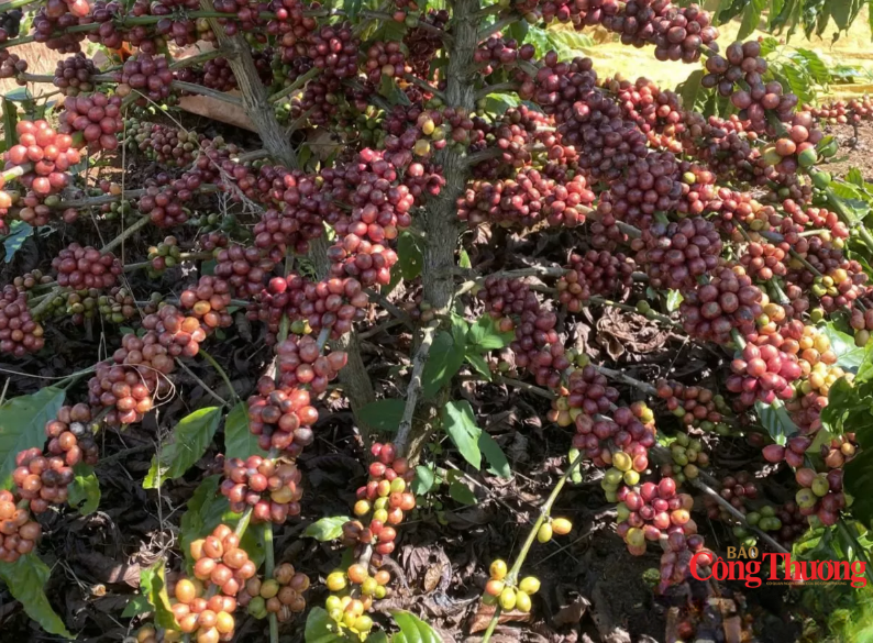 Giá cà phê thế giới tăng trở lại, tồn kho Arabica xuống mức thấp kỷ lục