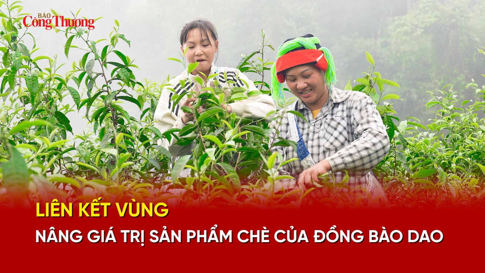 Liên kết vùng, nâng giá trị sản phẩm chè của đồng bào Dao