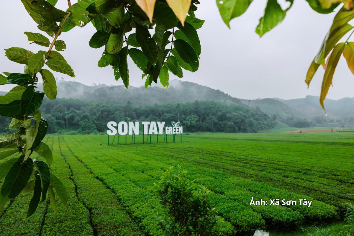 Hà Tĩnh phát triển chuỗi giá trị từ vùng chè Sơn Tây