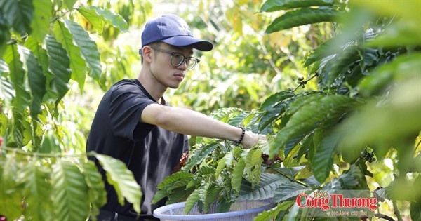 Giá cà phê hôm nay 12/10/2026: Lặng sóng phiên đầu tuần