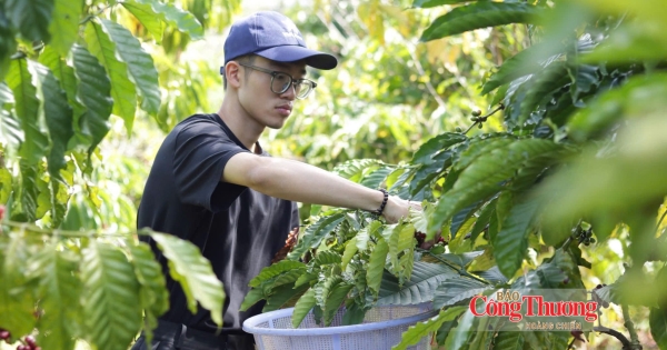 Giá cà phê hôm nay 19/8/2026: Đồng loạt khởi sắc