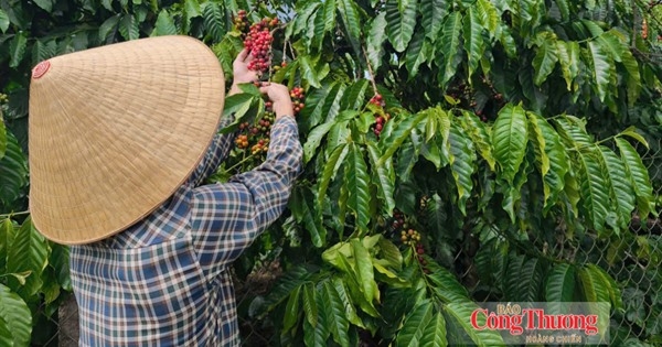 Giá cà phê hôm nay 28/10/2026: Giảm nhẹ, xuống dưới mốc 89.000 đồng/kg