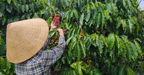 Giá cà phê hôm nay 4/9/2026: Tiếp tục giảm nhẹ