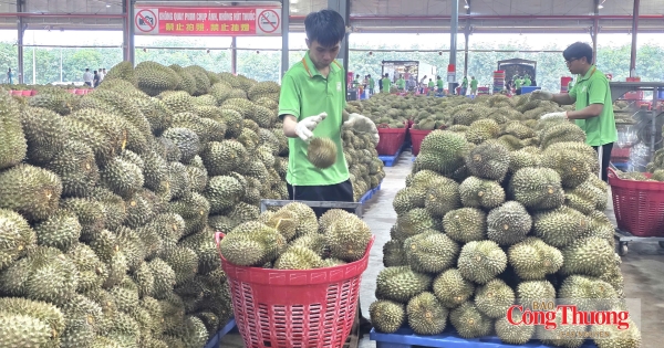 Sầu riêng Việt muốn vươn xa, liên kết phải bắt đầu từ vườn