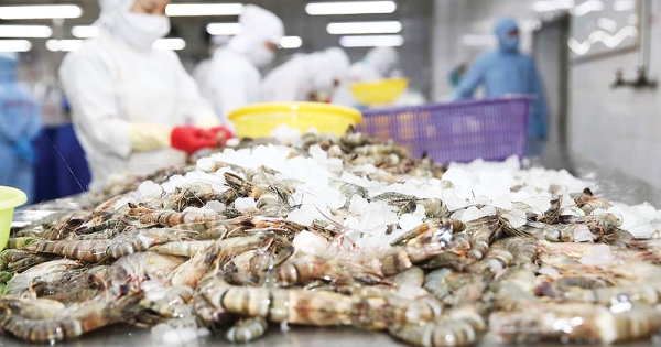 Xuất khẩu tôm tăng 13,5%, tiến gần mốc 2,8 tỷ USD