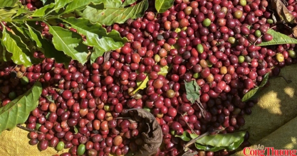Xuất khẩu cà phê Việt Nam sang Nhật Bản tăng 20,4% trong 4 tháng đầu năm