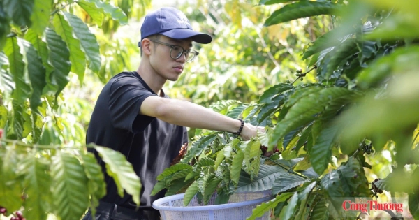 Giá cà phê hôm nay 17/7/2026: Quay đầu giảm mạnh hơn 2.000 đồng/kg