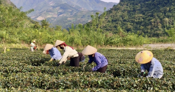 Ảnh minh họa của bài nguồn «'Ươm mầm' thương hiệu nông sản từ đất Mường Lạn, Điện Biên». Ảnh: Báo Công Thương (hiển thị trực tiếp từ trang nguồn)