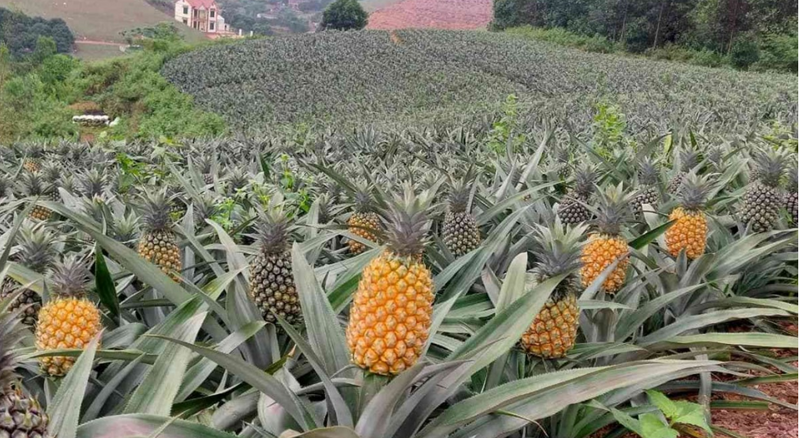 AI NEWS - Nền tảng tin tức chứng khoán