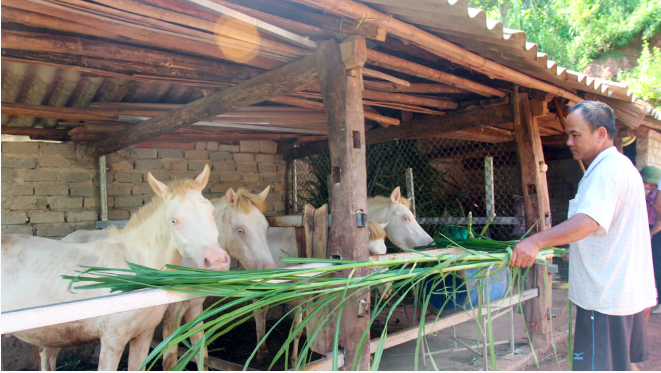 Nuôi ngựa: Sinh kế thoát nghèo của bà con dân tộc vùng cao Phong Vân