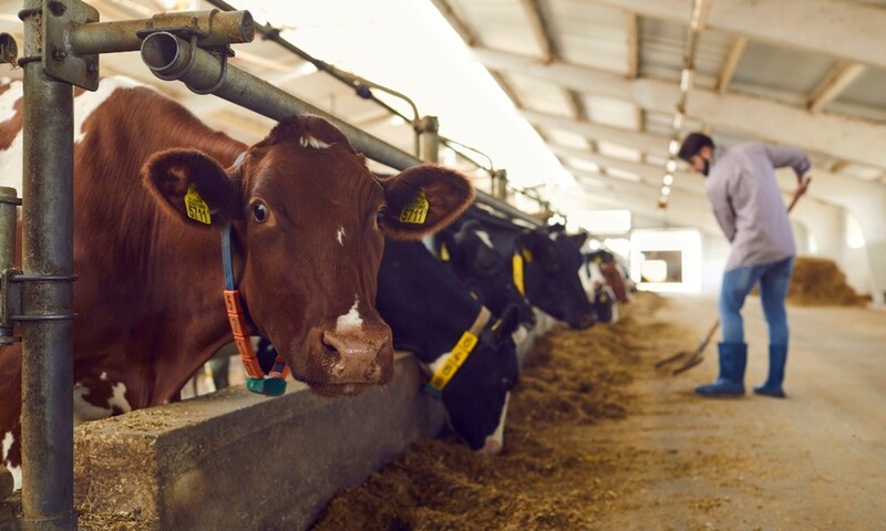 Giảm phát thải khí mê-tan trong chăn nuôi bằng côn trùng, tảo biển