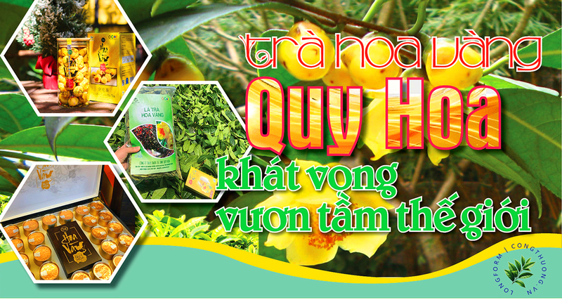 Longform | Trà hoa vàng Quy Hoa: Khát vọng vươn tầm thế giới