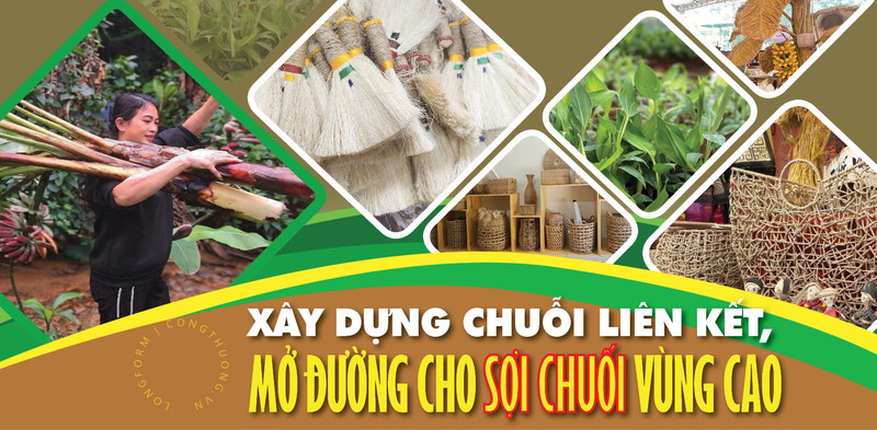 Longform | Xây dựng chuỗi liên kế, mở đường cho sợi chuối vùng cao