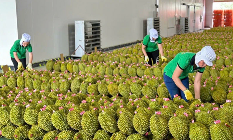 Gỡ ‘nút thắt’ kiểm nghiệm, xuất khẩu sầu riêng thông suốt trở lại