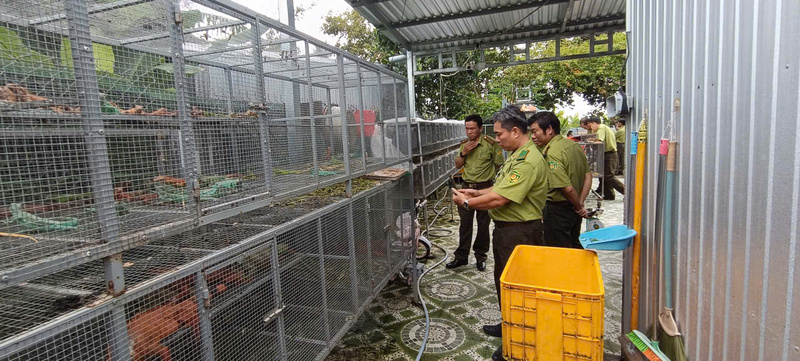 Phát hiện 191 cá thể Rồng Nam Mỹ nuôi trái phép