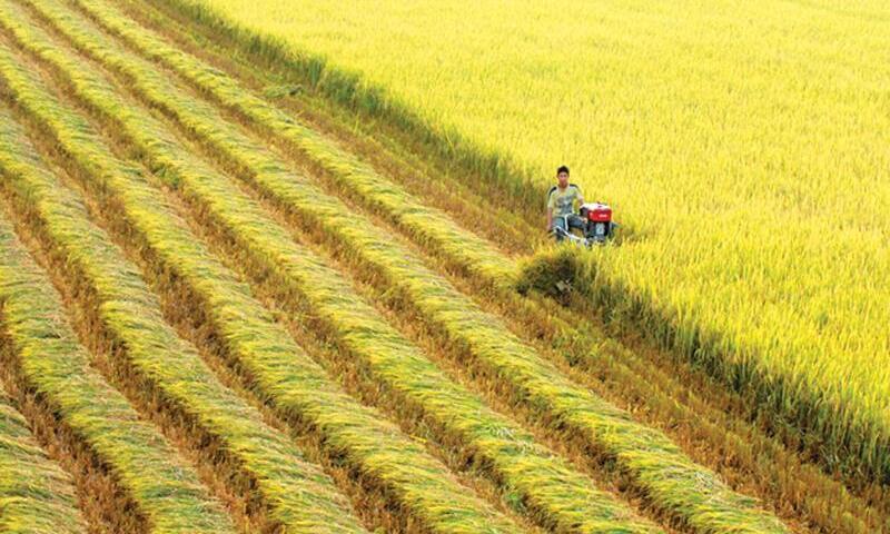 ST25: Từ hạt gạo ngon nhất thế giới đến khát vọng nâng tầm nông nghiệp Việt 