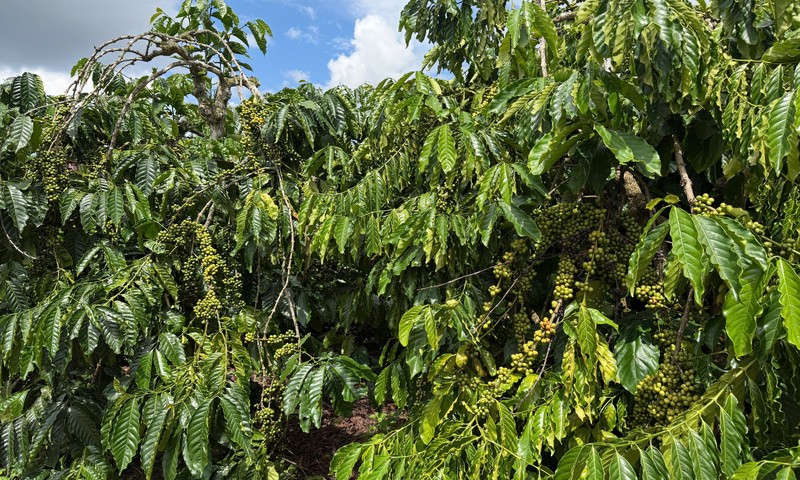 Giá cà phê hôm nay 17/11/2025: Trong nước đi ngang 