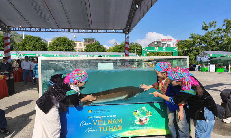 Cá tầm 50kg trưng bày hút khách tại Ngày hội sản phẩm miền núi 