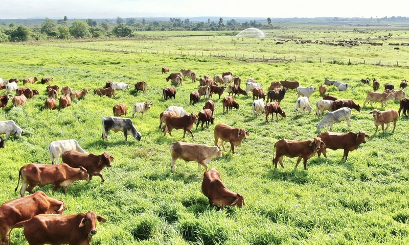 Gia Lai 'bắt tay' doanh nghiệp kiến tạo nền nông nghiệp hiện đại