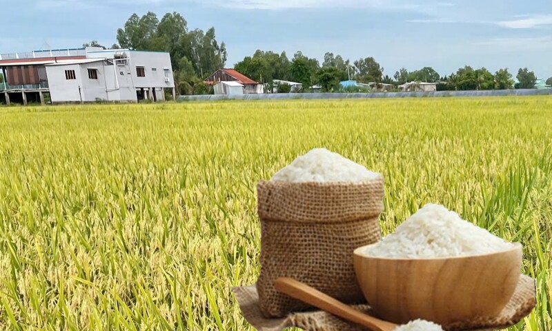 Giá lúa gạo hôm nay ngày 19/11: Thị trường trầm lắng